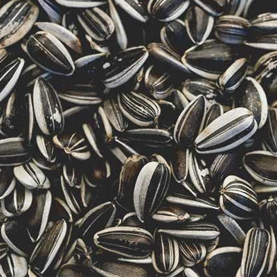 1654879541sunflower seeds.png