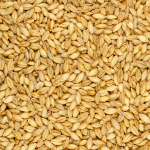 1654879594barley grains.png