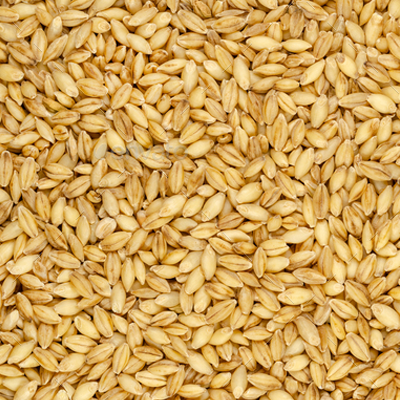 1654879594barley grains.png