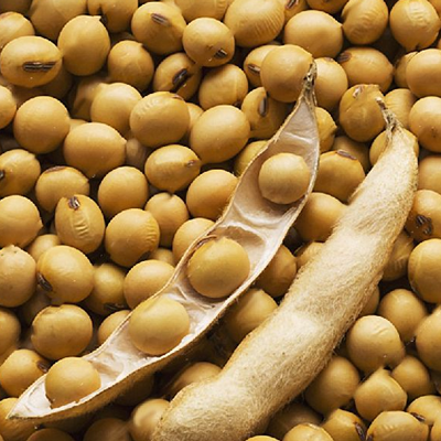 1654879622soybean seeds.png