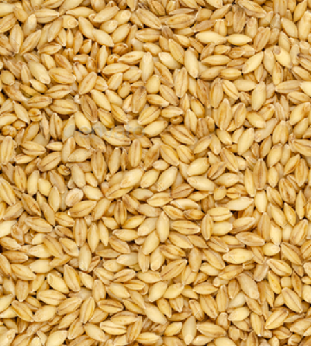1654879594barley grains.png