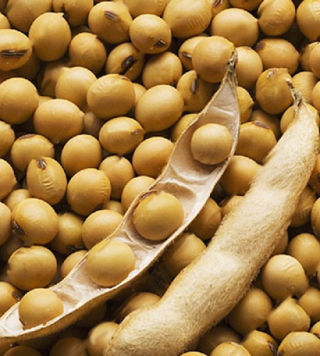 1654879622soybean seeds.png